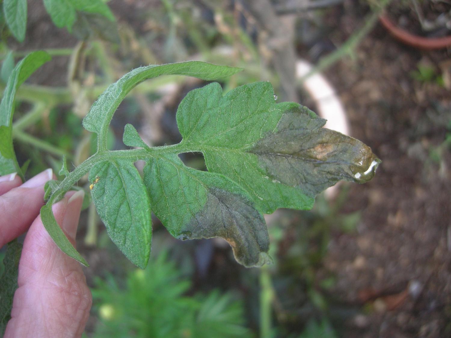 Crossing Over Vegetable Diseases in the Ornamental Greenhouse