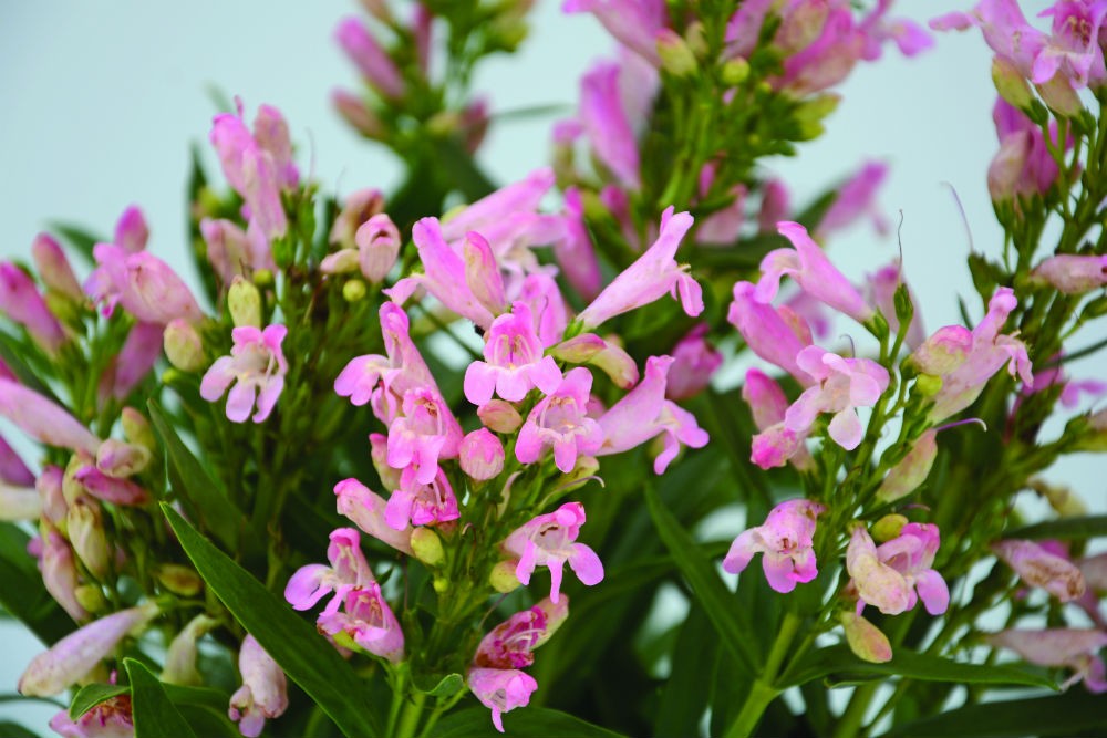 Perennial Solutions Penstemon Rock Candy Series Greenhouse Product News