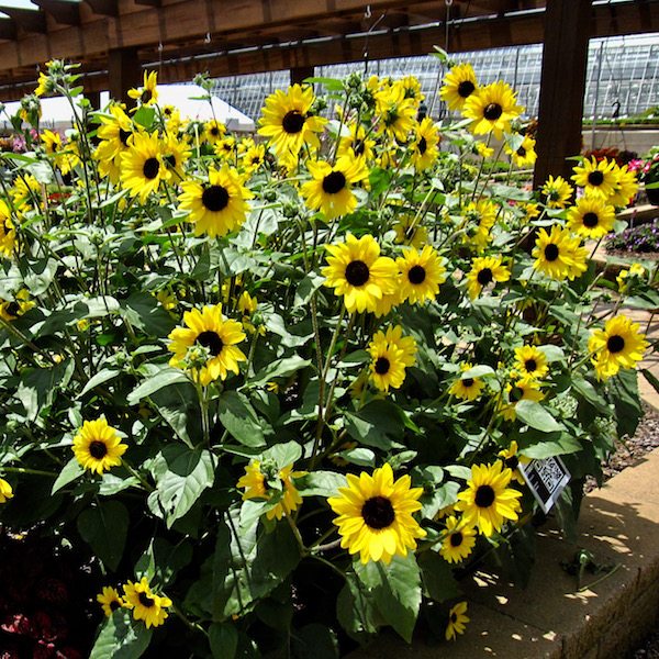 Helianthus ‘Sunfinity’ Greenhouse Product News