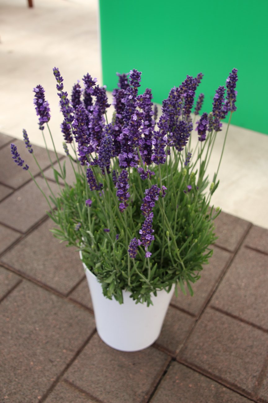 Lavender 'Blue Spear' by Kieft Seed Greenhouse Product News