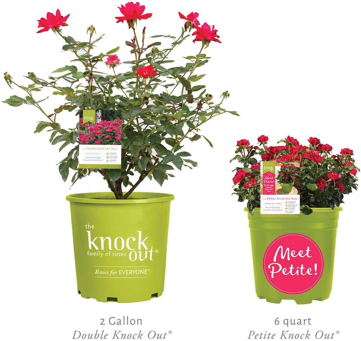 Petite Knock Out Rose Debuts Greenhouse Product News