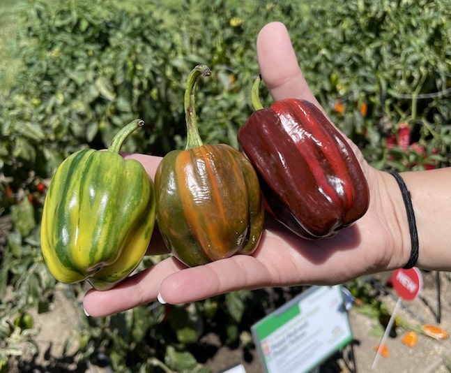 Pepper 'Candy Cane Chocolate Cherry' Greenhouse Product News