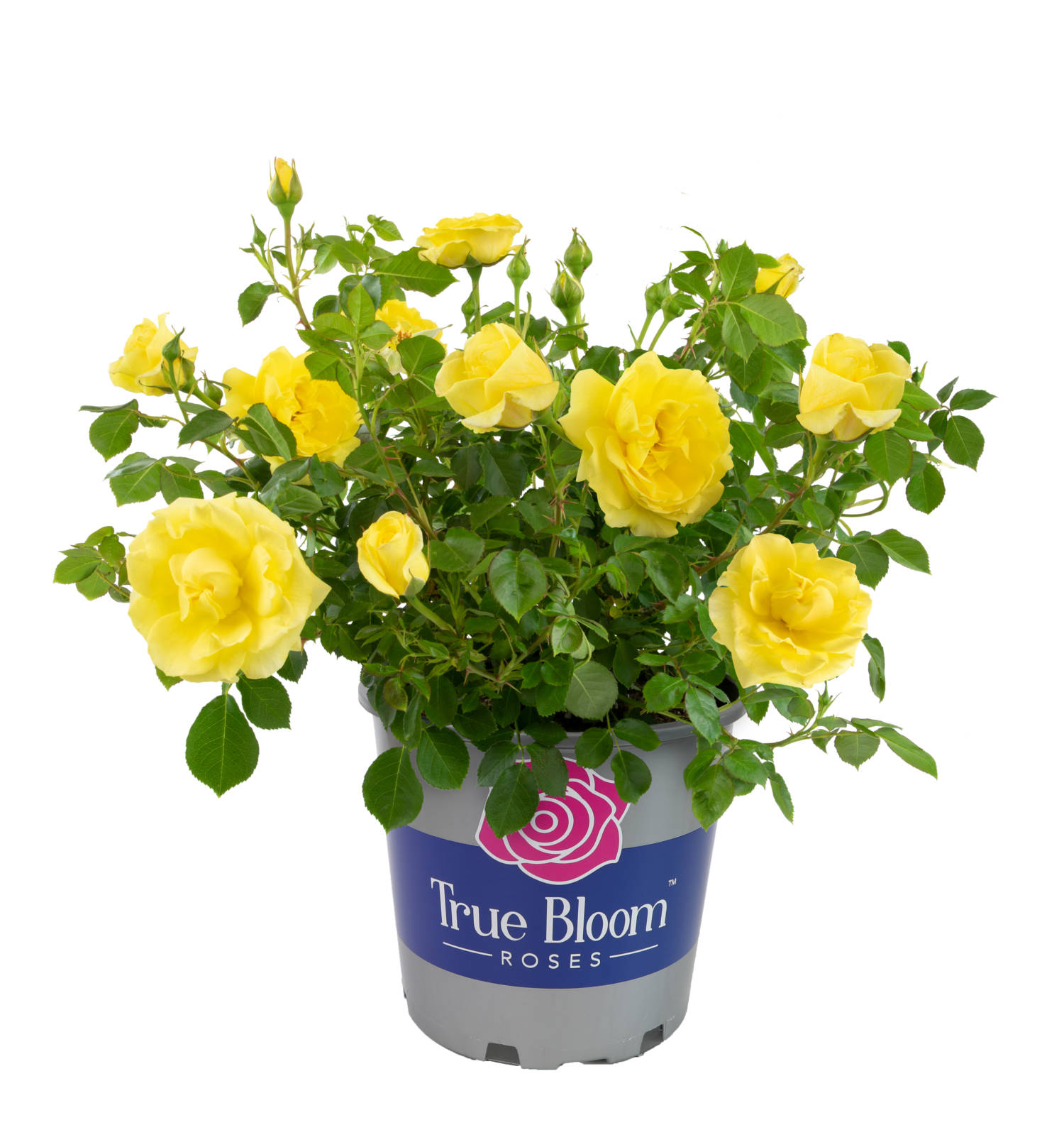 Altman Plants Reports True Bloom Roses Trial Results Lawn & Garden