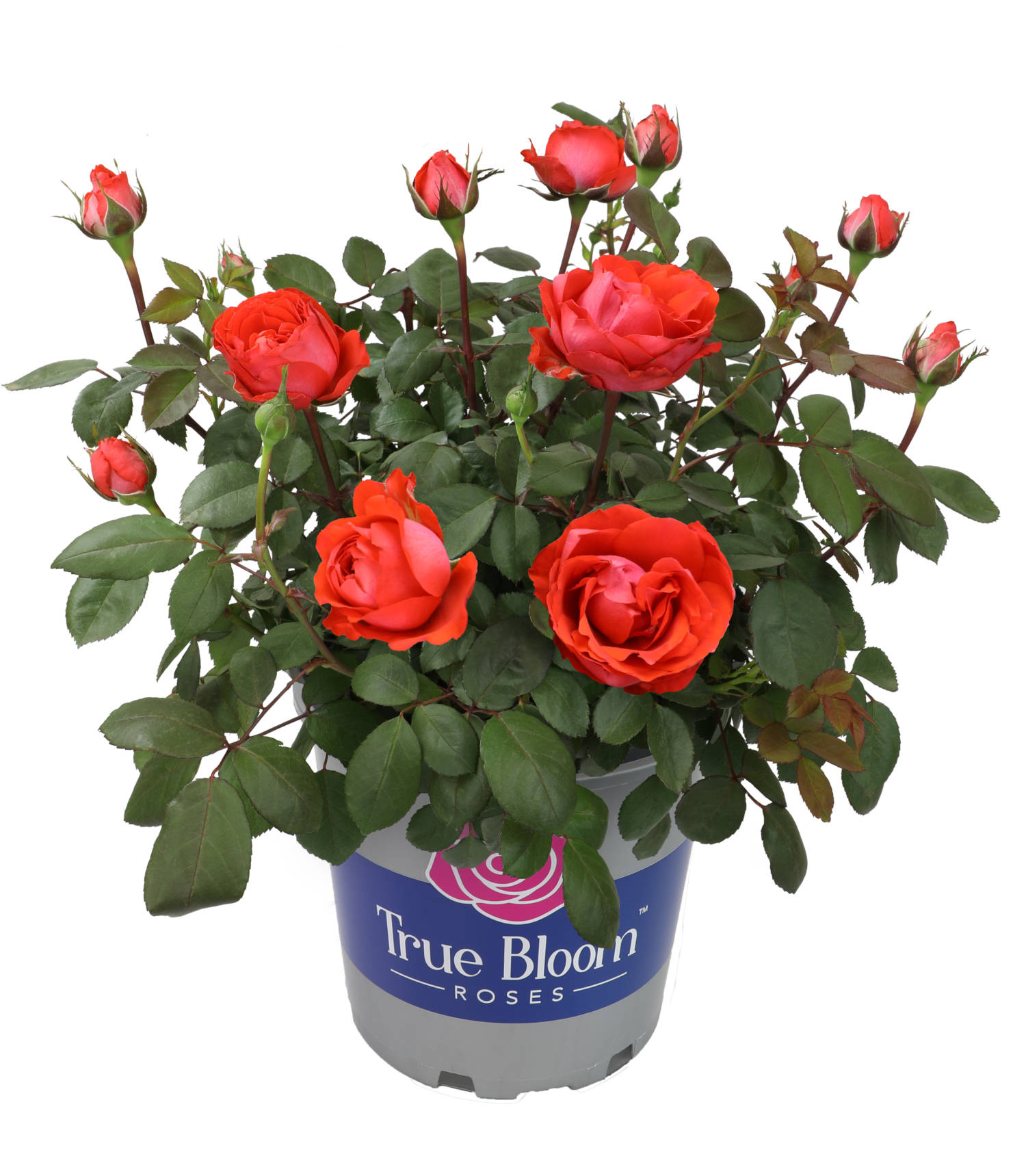 Altman Plants Reports True Bloom Roses Trial Results Greenhouse