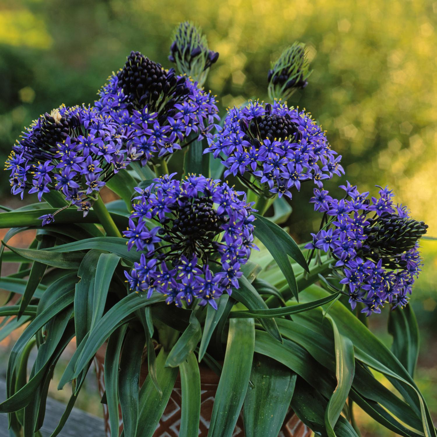 Perennial Solutions Scilla peruviana 'Caribbean Jewels Sapphire Blue