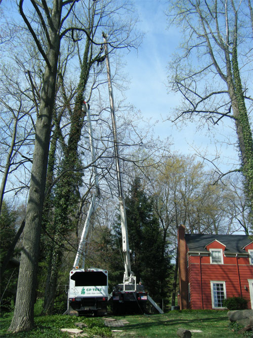 GP Tree Service Photo Gallery for Akron Ohio