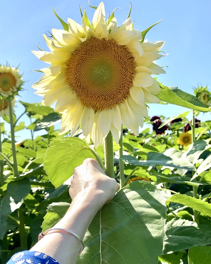 We Love This Enchanting Rhode Island Sunflower Farm Grace & Lightness