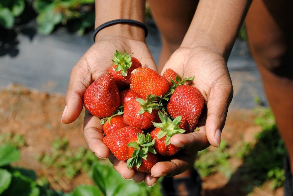 5 Beautiful Places to Go Strawberry Picking in Northern Virginia