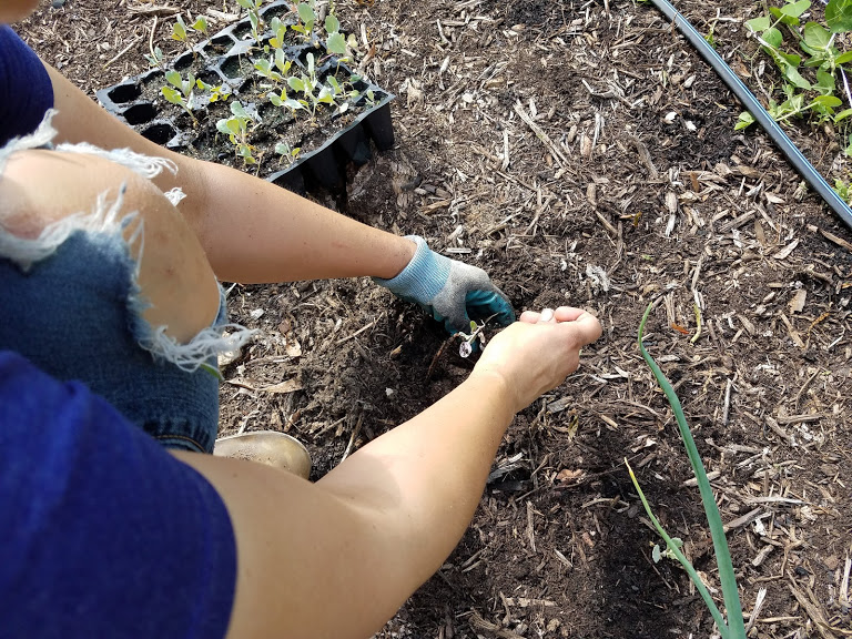The World’s Tallest Okra Grace & Main