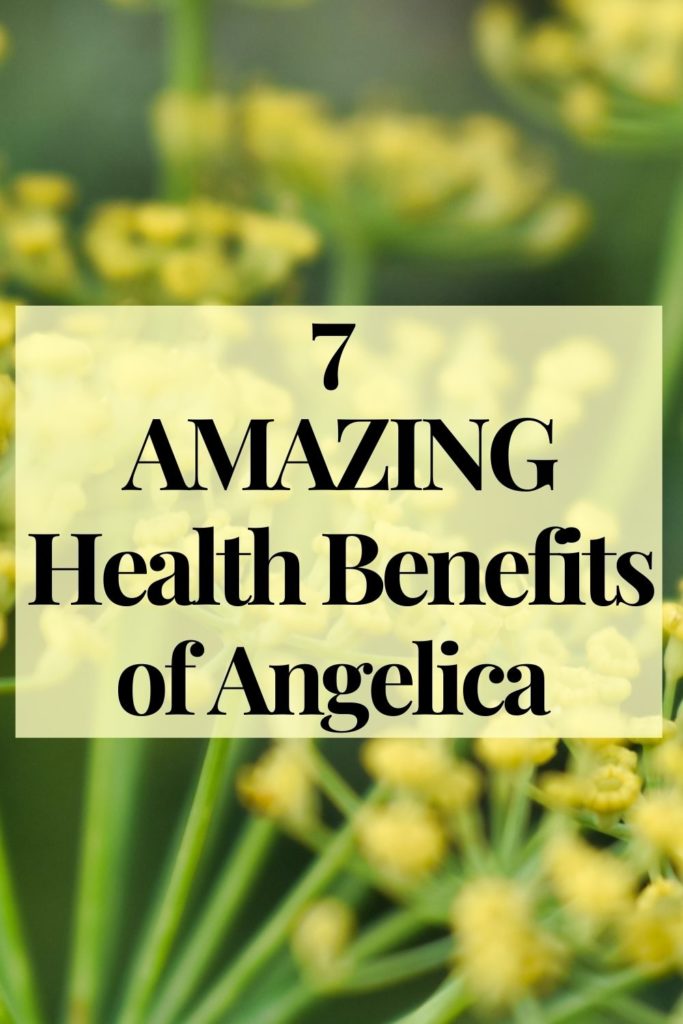 7 Amazing Health Benefits of Angelica for Your Health Grace Blossoms