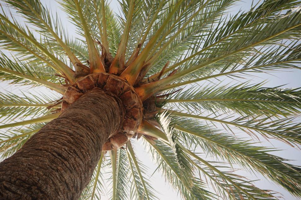 Palm Trees vs Coconut Trees What’s the Difference?