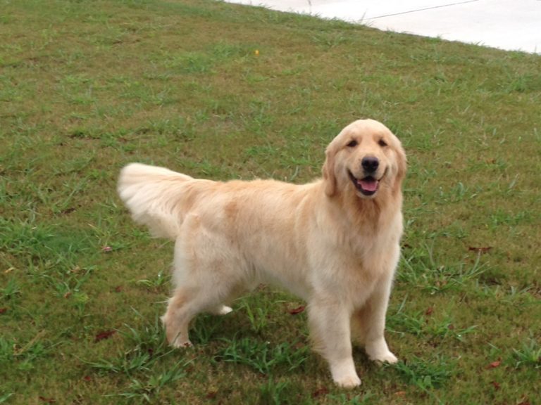Amber Graceful Golden Retrievers