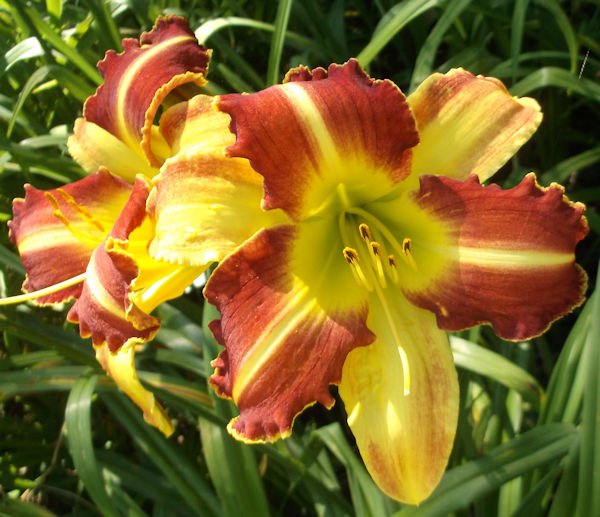 Tom's 2020 Daylily Introductions from Grace Gardens