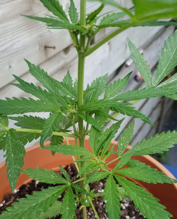 Cherry Auto CBD Grow Diary 11 weeks Grace Cannabis seeds