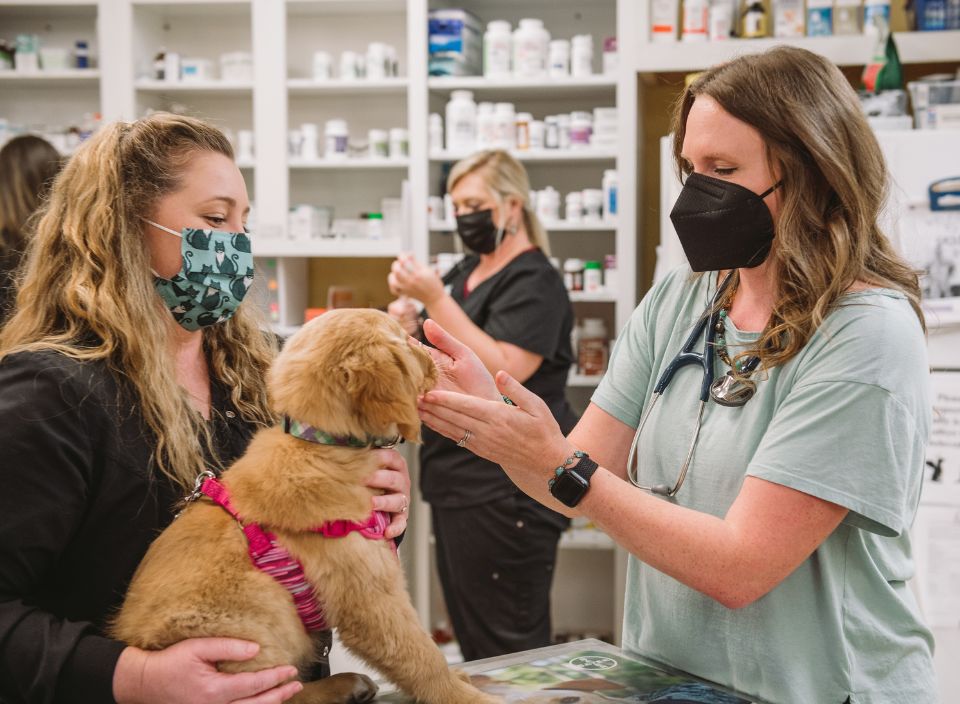 Pet Behavior & Training in Lexington, SC Grace Animal