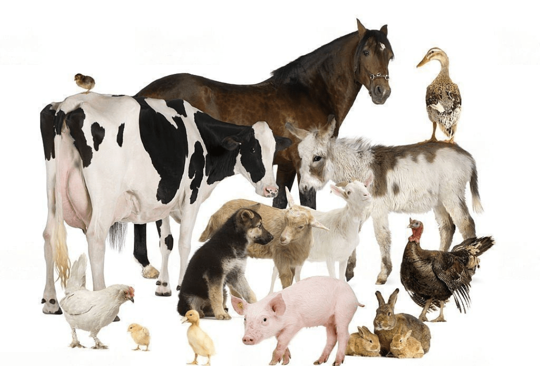 Want to know about domesticated animals. gradeed.in