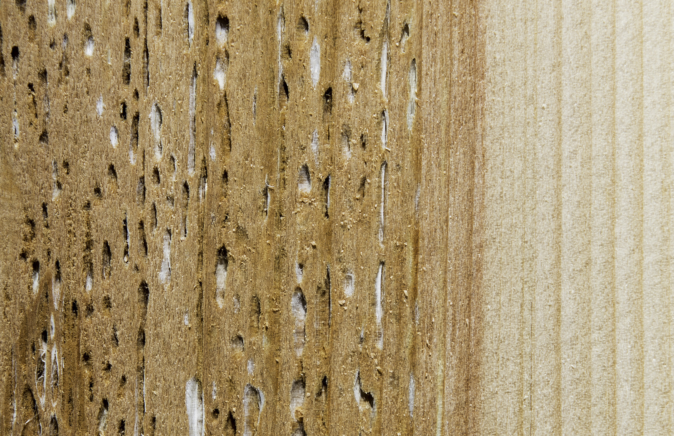 NELMA Grader Academy Characteristics 104 Voids and Distortions