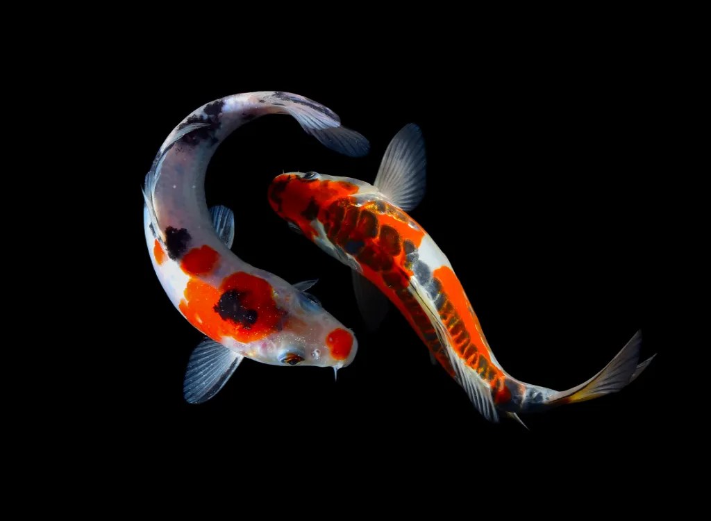 How Long Do Koi Live In A Backyard Koi Fish Pond?