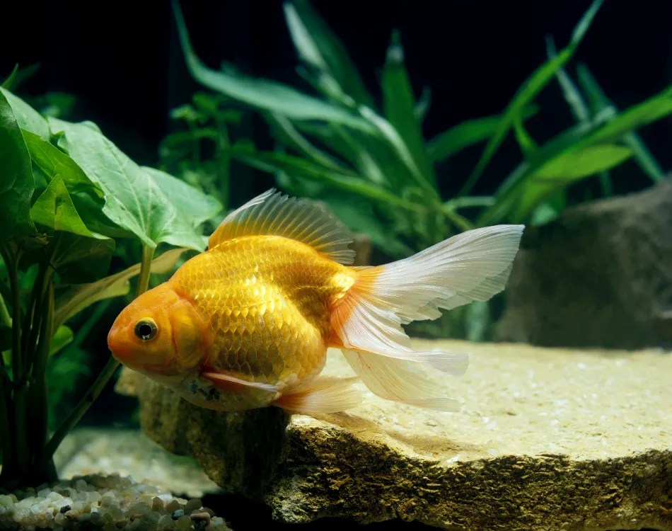 Can You Keep Goldfish In An Outdoor Pond? What You Need To Know