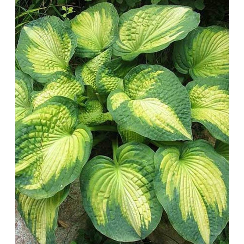HOSTA WAR PAINT 1 rădăcină