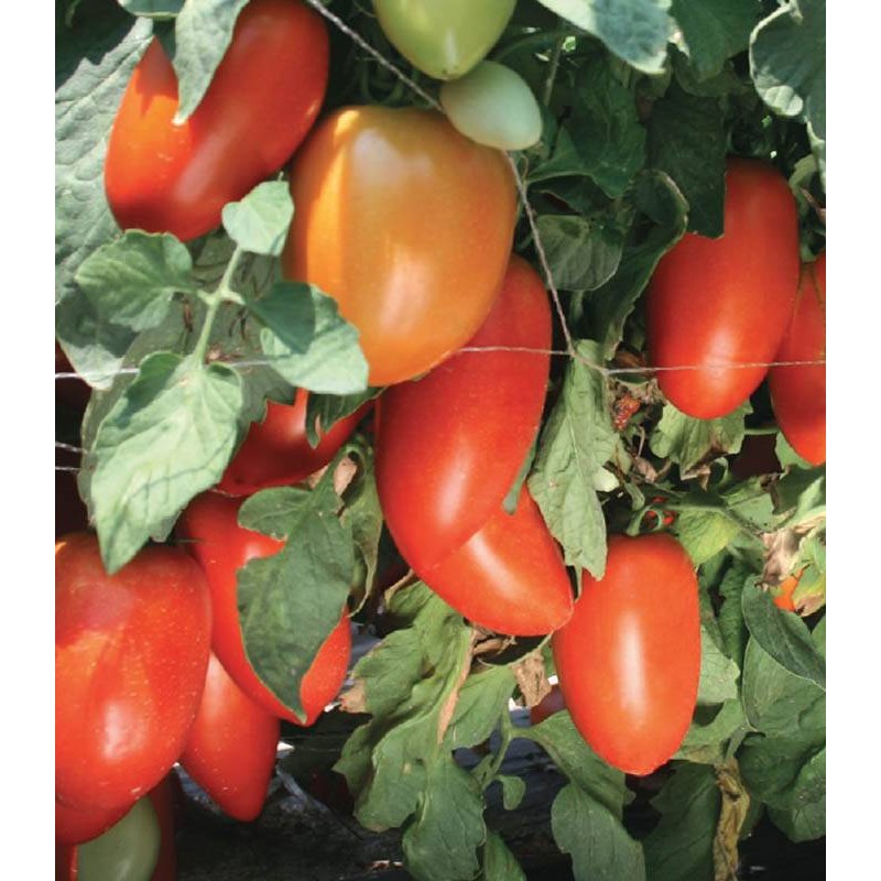 SEMINTE DE TOMATE HECTOR F1 1000 seminte