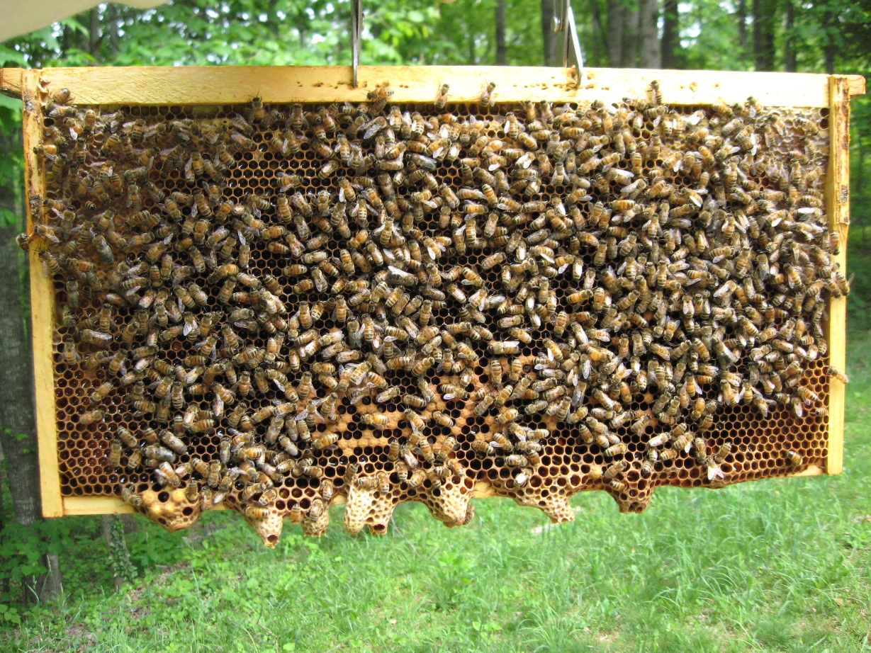 How to attract bees to your new hive Graduate Farmer