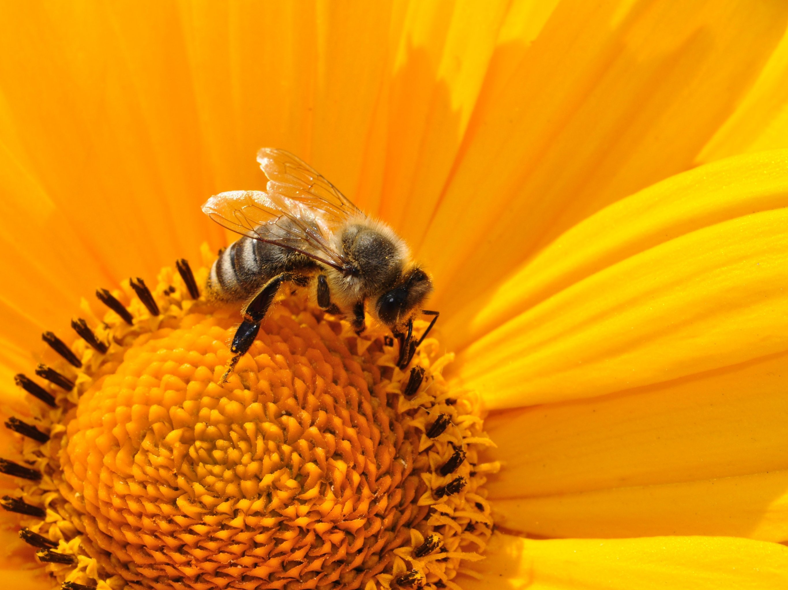 Bee on Sunflower Wallpaper iPhone, Android & Desktop Backgrounds