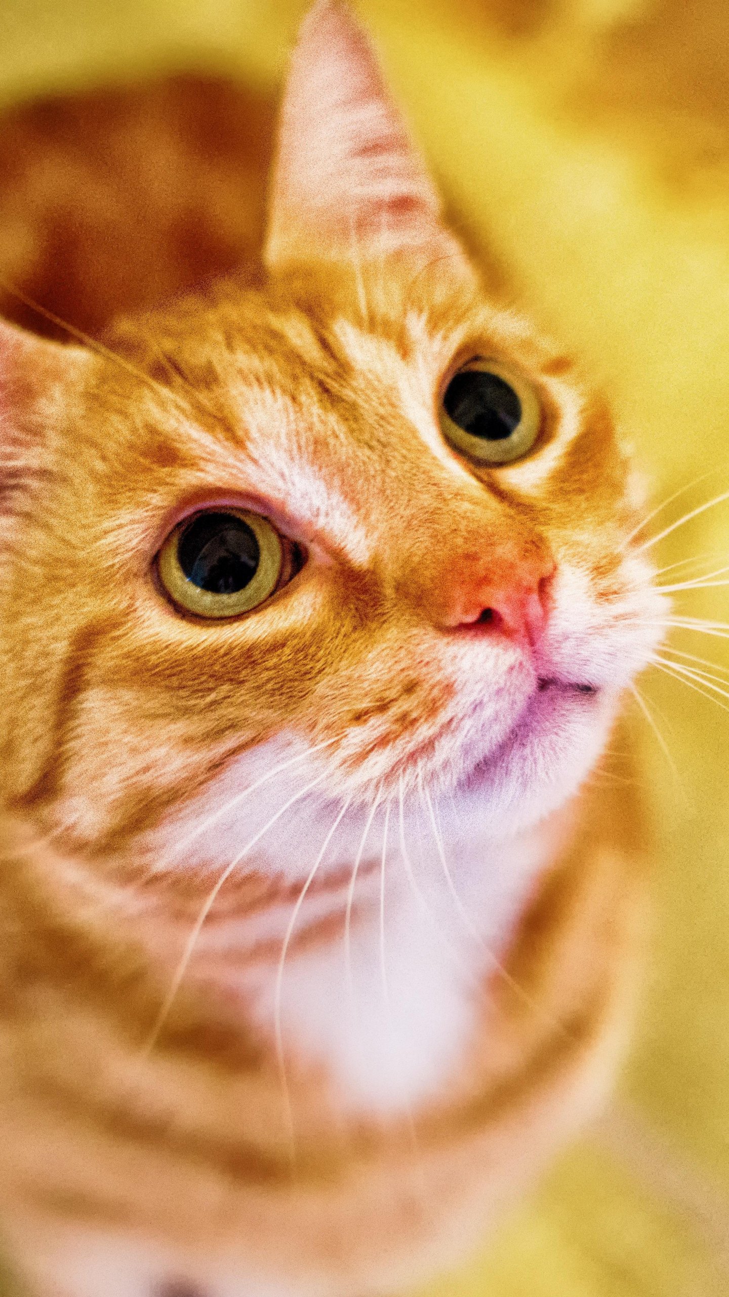 Orange Cat Looking Up Wallpaper iPhone, Android