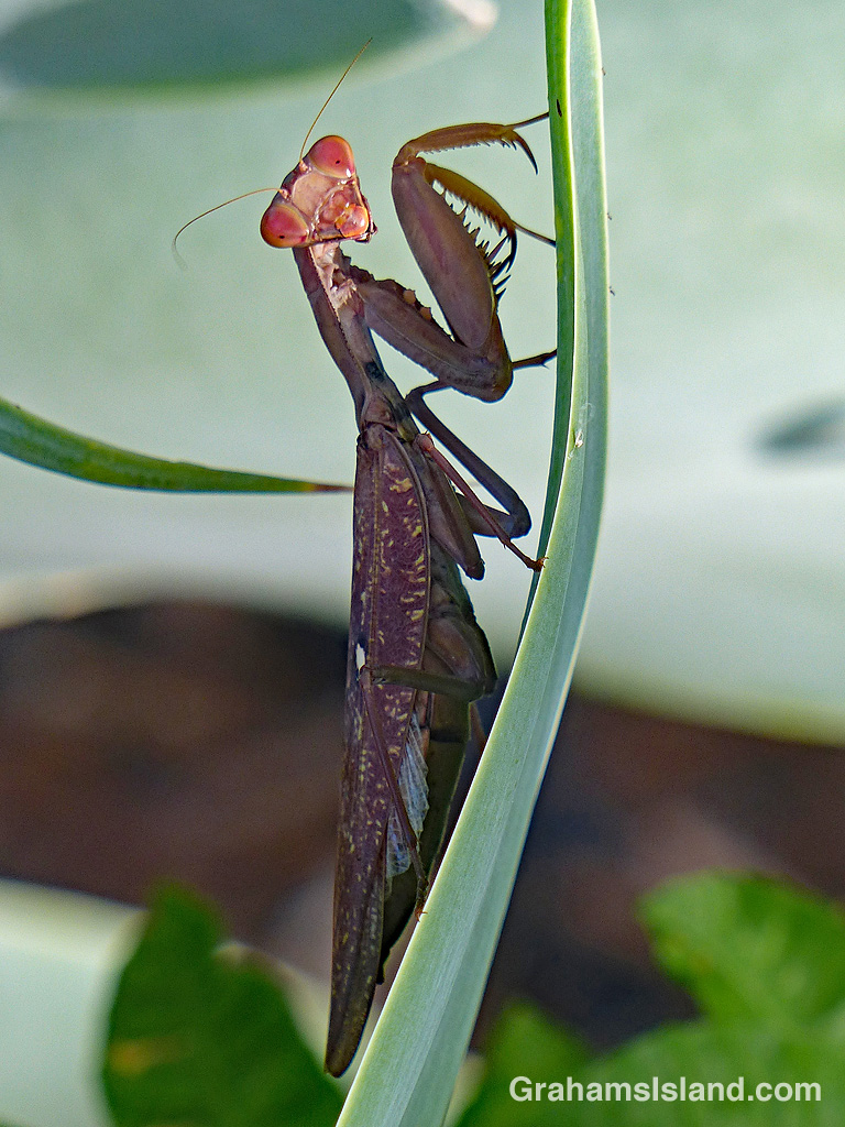 Praying mantis Graham's Island