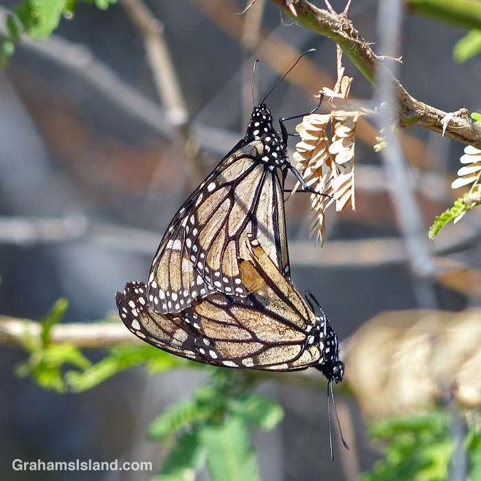 Monarch butterflies mating Graham's Island