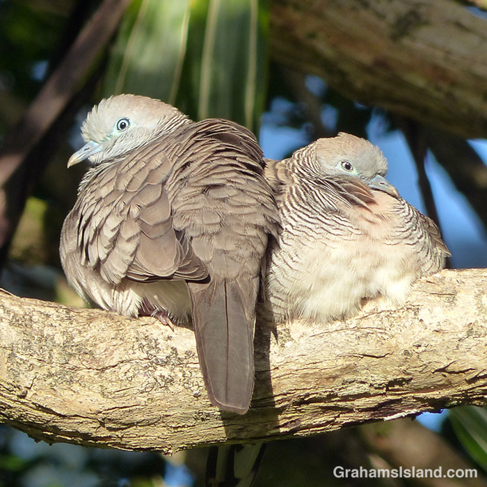 Sunny zebra doves Graham's Island