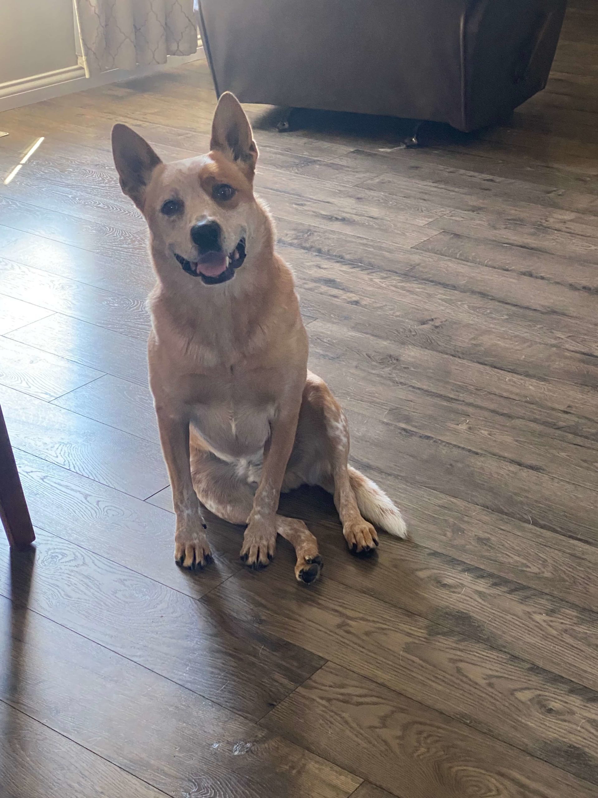 Pet Photo Gallery Arthur, IL 61911 Graham Veterinary Clinic