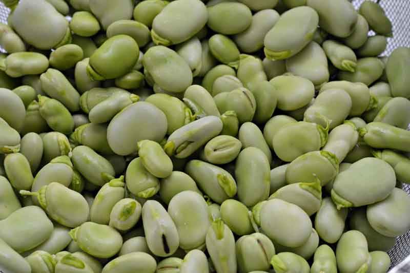 Australian Beans Exporter Grain Star