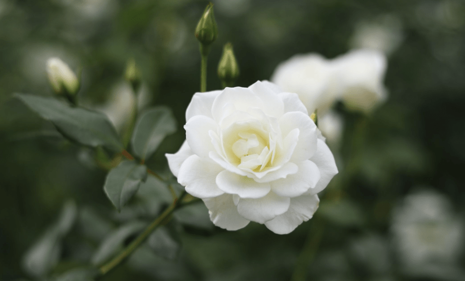 Top 10 Flower Types for Your Garden in Whitby and Porirua