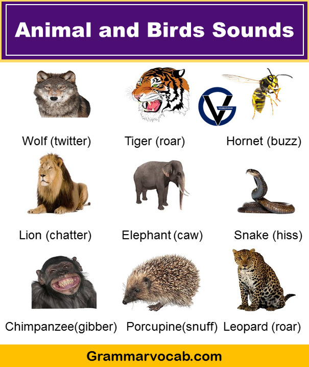 100+ Animals and Birds Sound List Vocabulary GrammarVocab