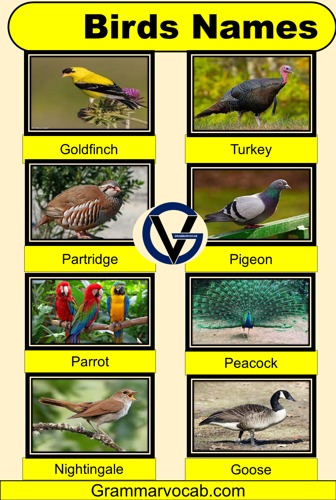 50+ Common birds names with pictures Birds Vocabulary GrammarVocab