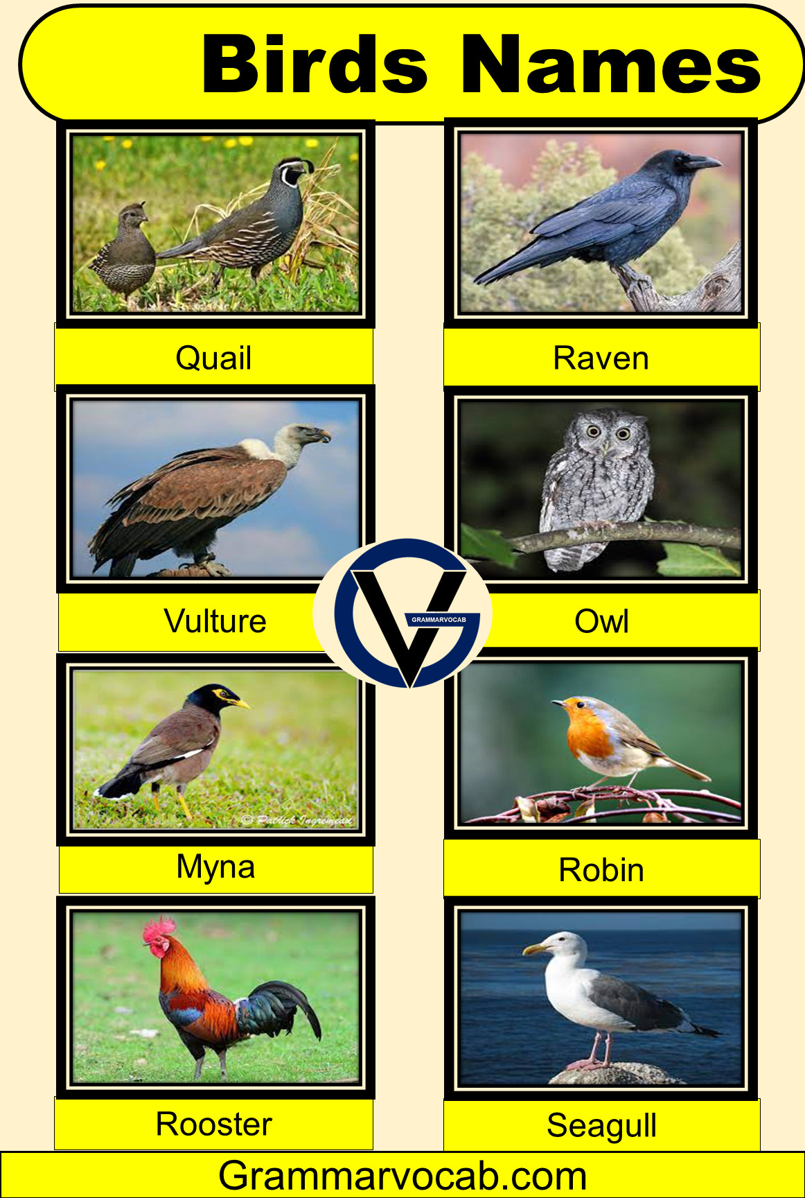 50+ Common birds names with pictures Birds Vocabulary GrammarVocab