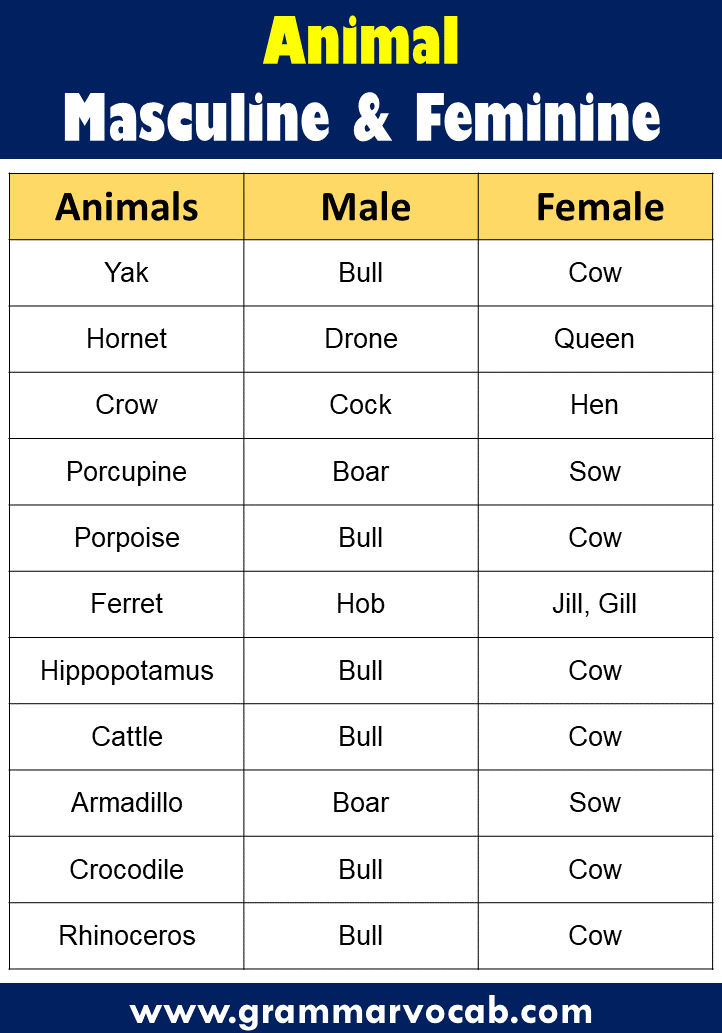 List of Masculine and Feminine Gender of Animals GrammarVocab