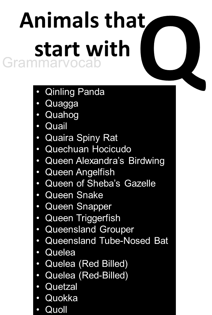Animals That Begin With Q Images GrammarVocab