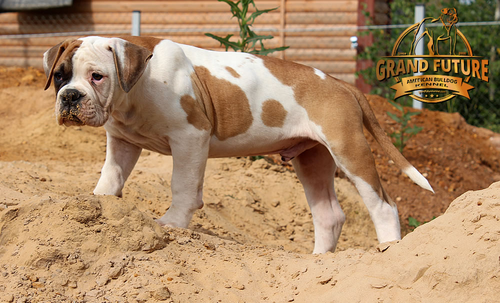 4 Champion Pedigree American Bulldog Puppies for Sale GRAND FUTURE