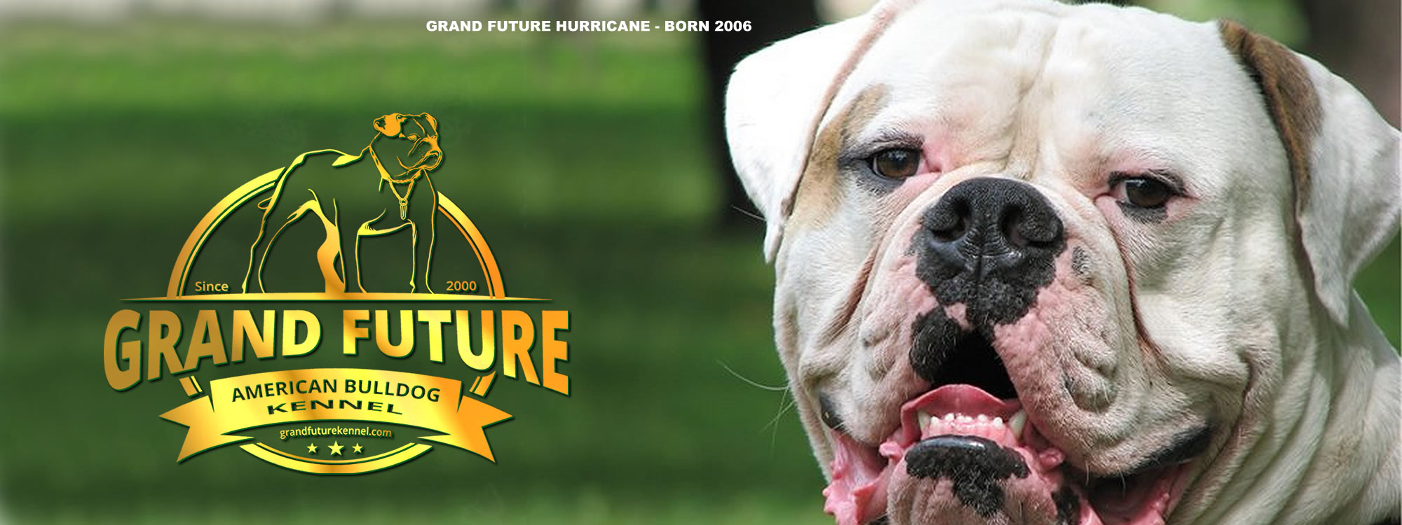 1.2.840.1136982019092203065126667.61 Champion Pedigree American