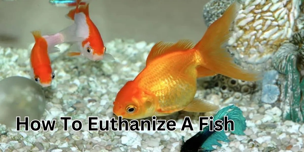 How To Euthanize A Fish