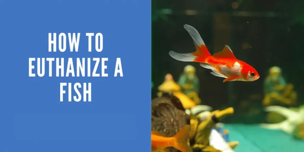 How To Euthanize A Fish
