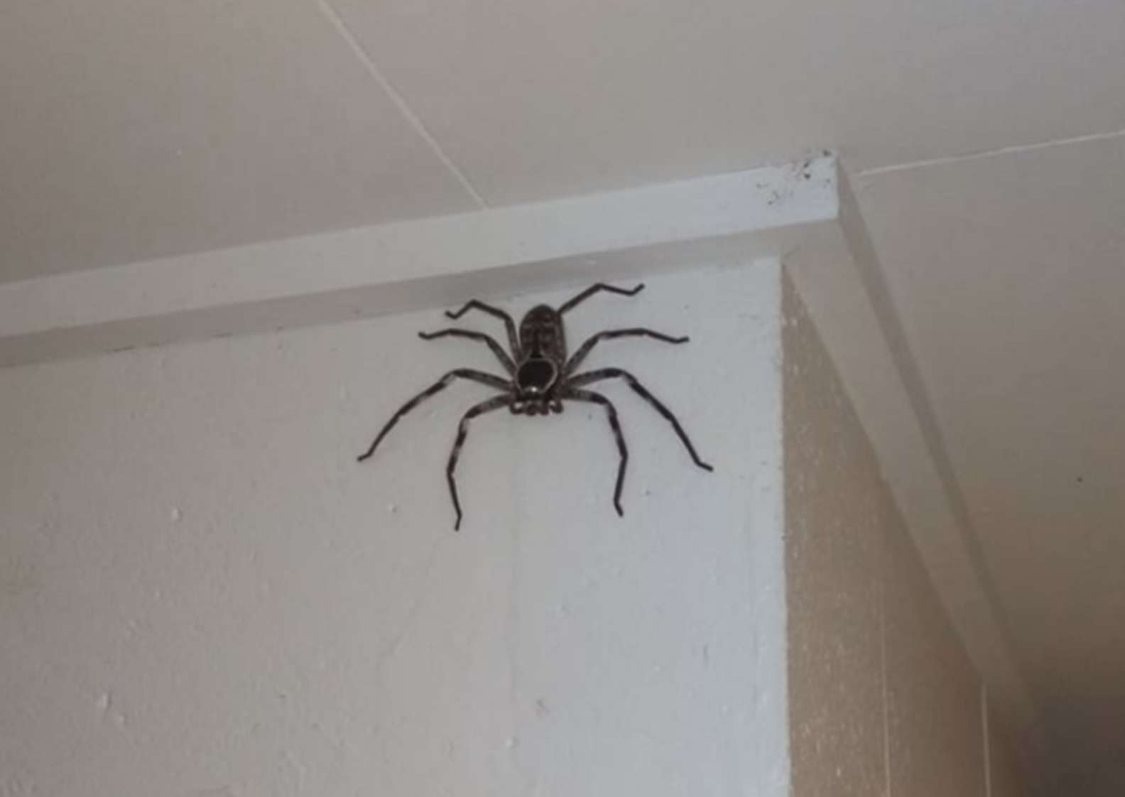 Woman Has Shared Her Home With A Giant Spider For The Past Year