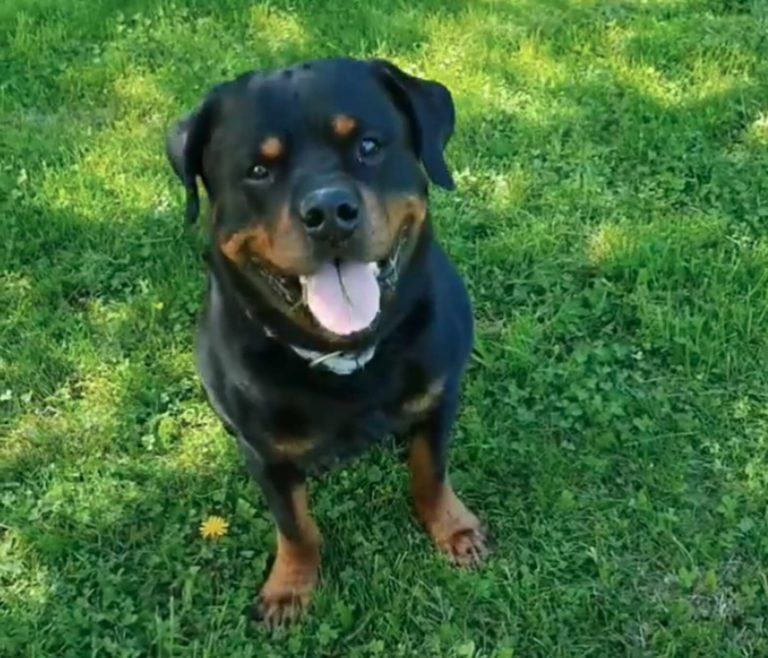 Sweet Rottweiler Comforts Stranger In Park Who Recently Lost His Dog