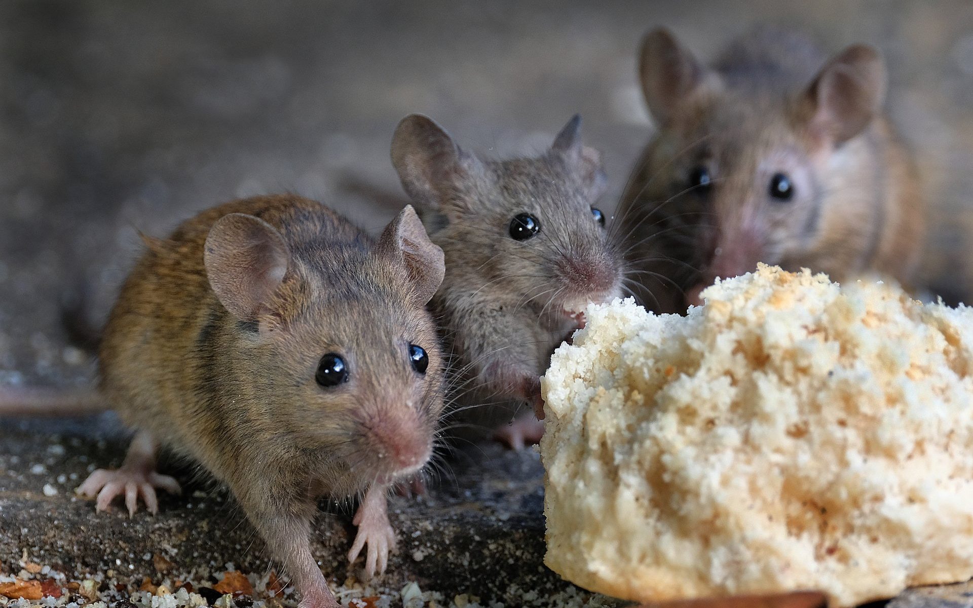 6 Ways To Get Rid Of Mice Without Killing Them. Grandma's Things