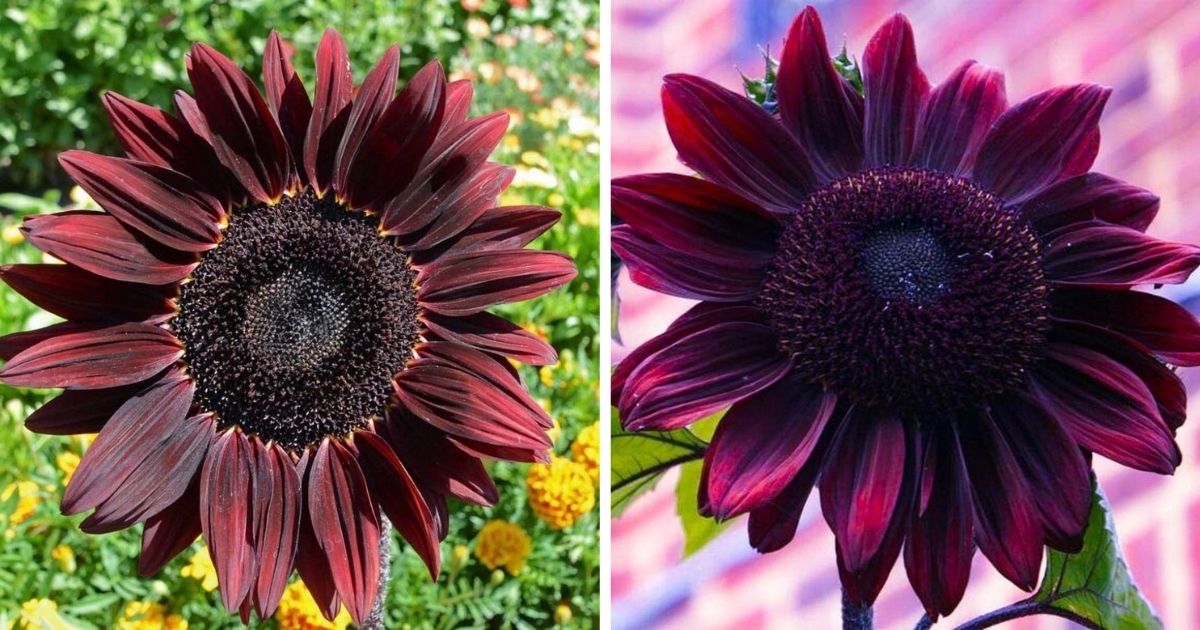 Chocolate Cherry Sunflowers Are A Thing, And They’re Just As Beautiful