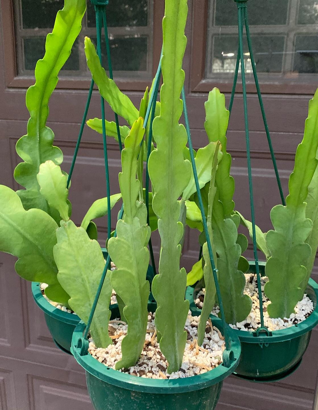 Here is how to reproduce a Cactus Orchid from stems Grandma's tricks