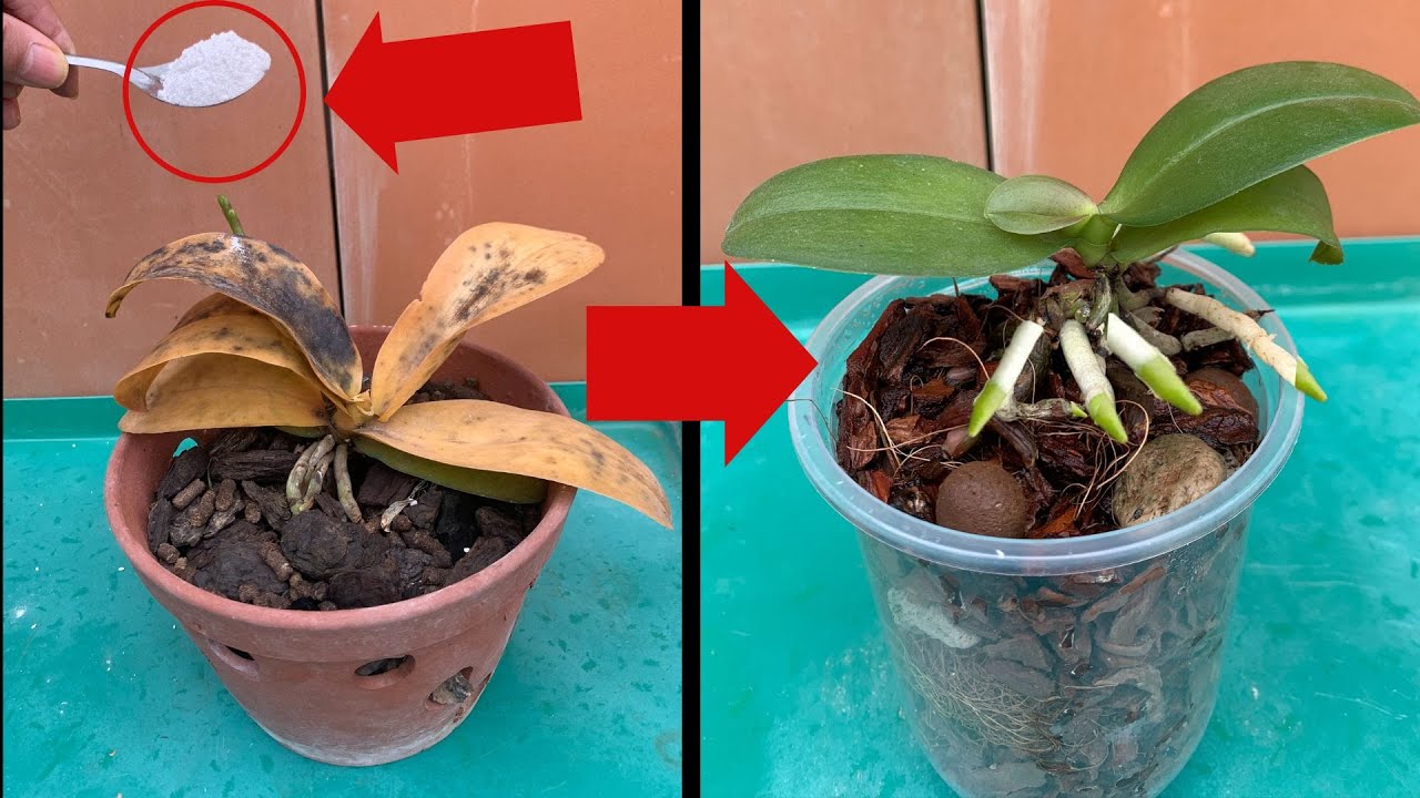3 simple and effective tips to revive your orchids Grandma's tricks
