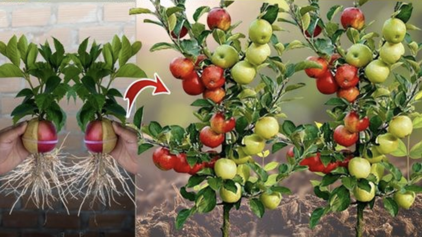 How to Grow an apple tree from seed Grandma's tricks